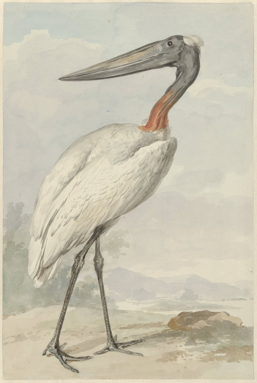 Jabiroe (Jabiroe mycteria) tekijältä Aert Schouman