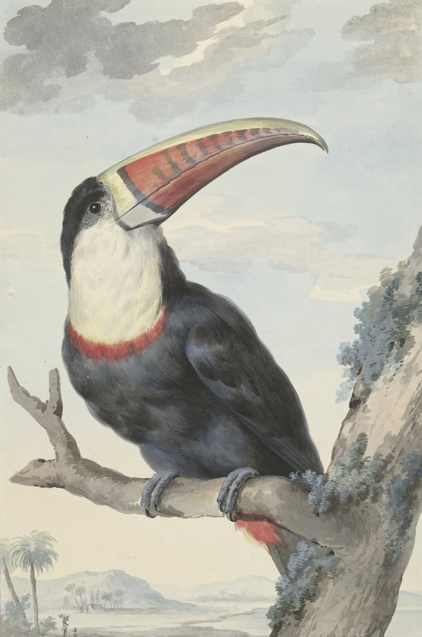 Punanokkatukaani, 1748 tekijältä Aert Schouman