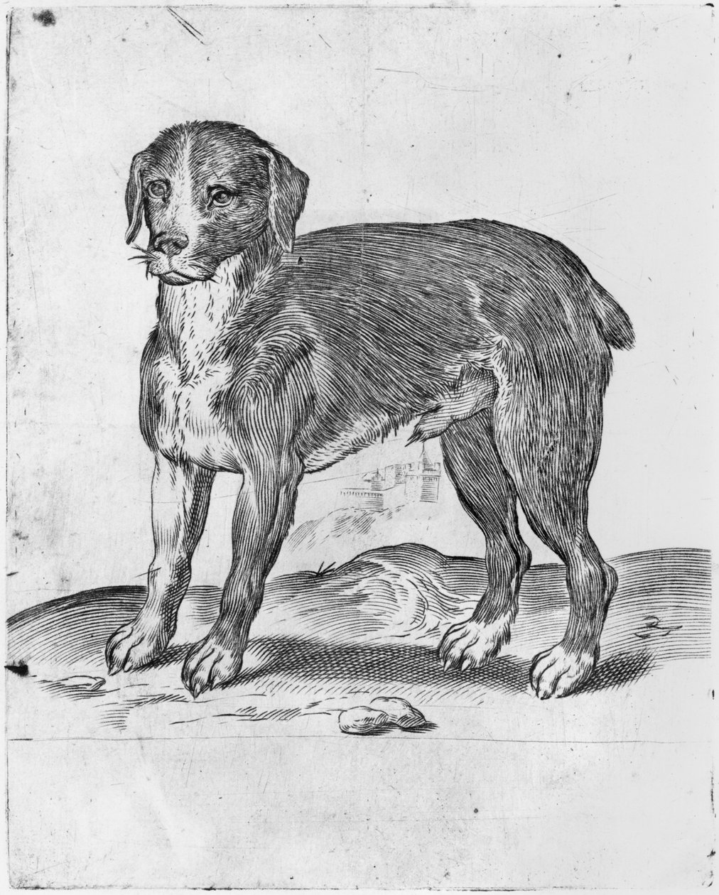 Koira tekijältä Agostino Carracci