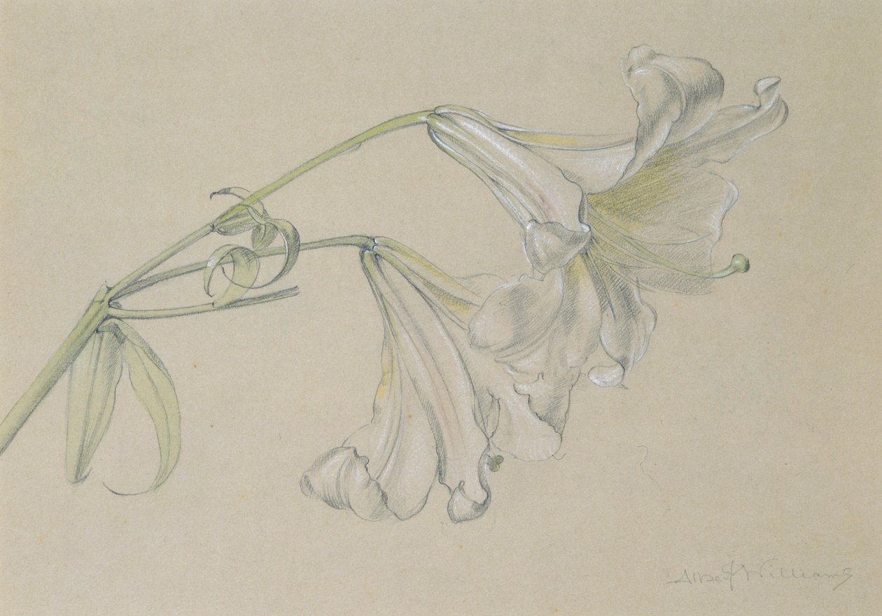 Lily (wc, lyijykynä ja liitu paperille) tekijältä Albert Williams