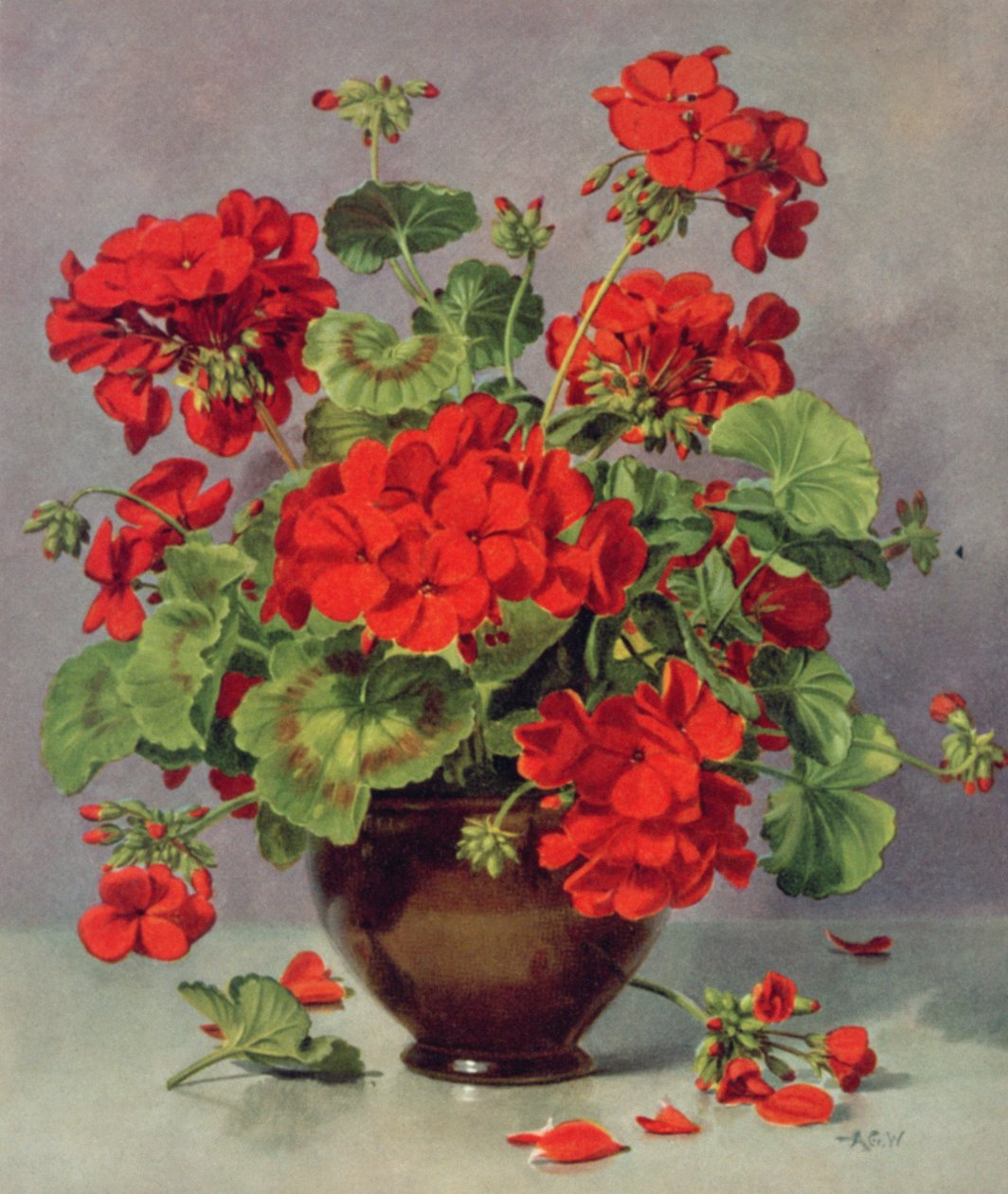 PB273 Geranium savimaljakossa tekijältä Albert Williams