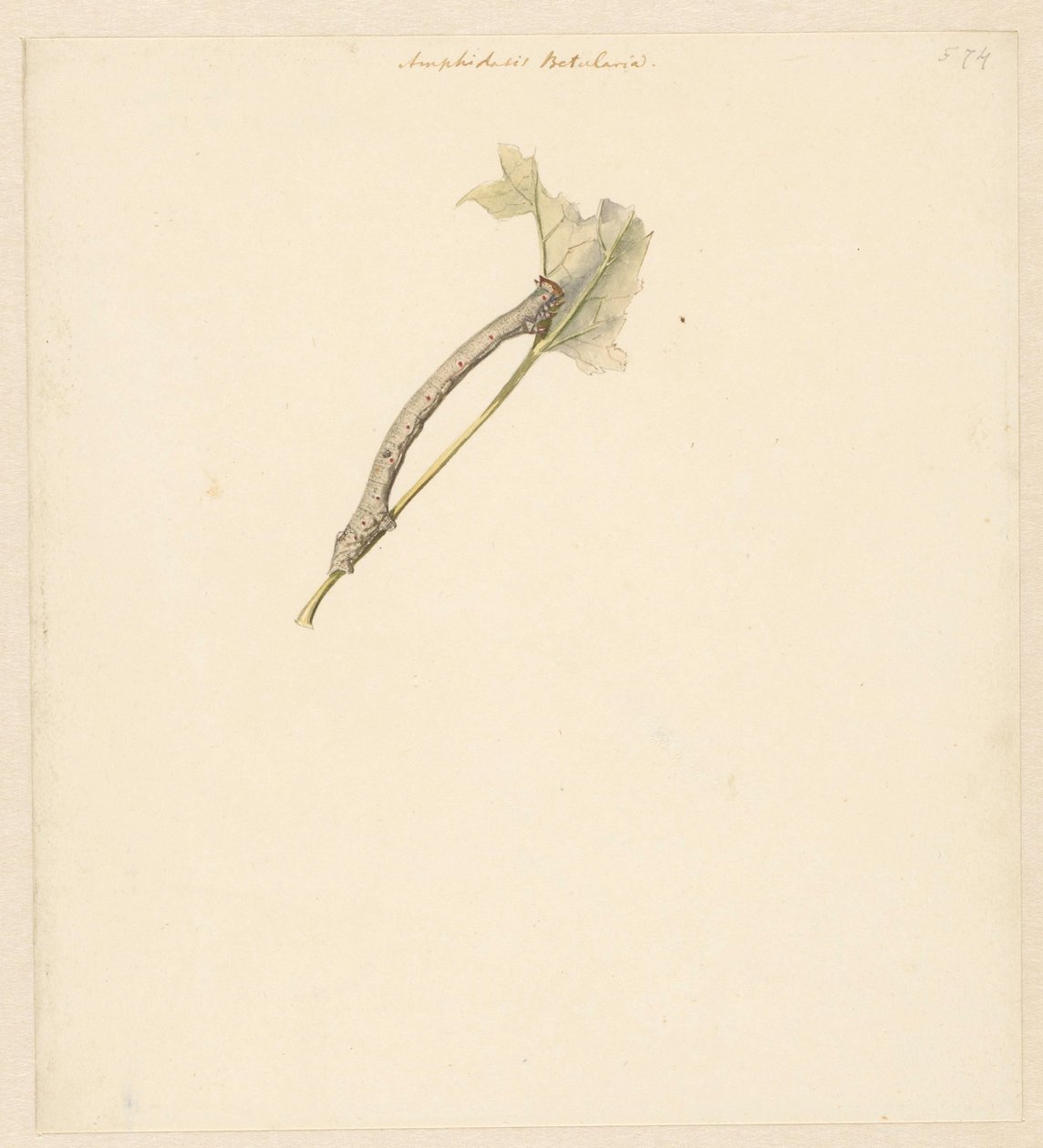 Studieblad met rups, Amphidiasis Betularia tekijältä Albertus Steenbergen