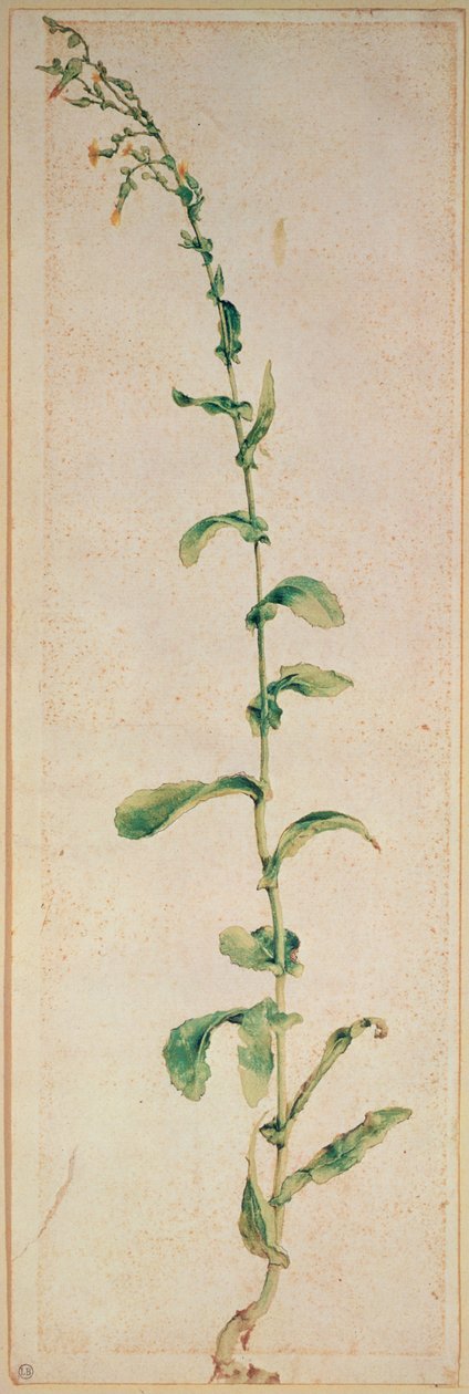 Tupakka kasvi tekijältä Albrecht Dürer