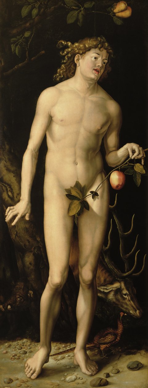 Adam tekijältä Albrecht Dürer