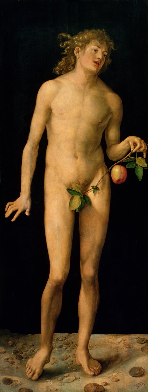 Adam, 1507 tekijältä Albrecht Dürer