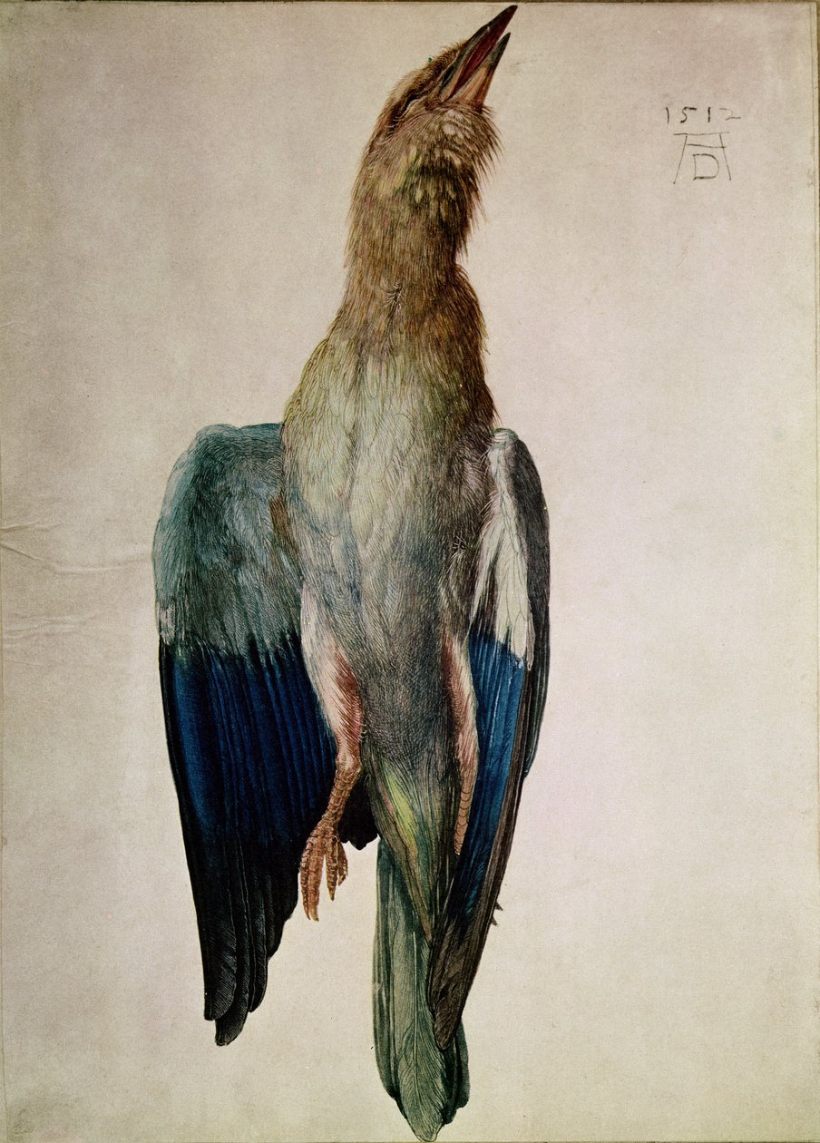 Sininen varis, 1512 (wc ja guassi pergamentille). tekijältä Albrecht Dürer