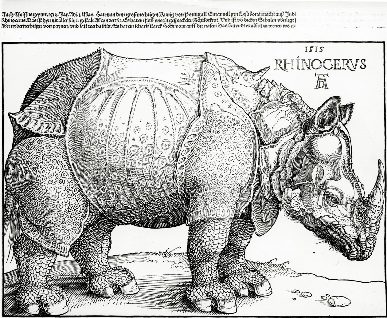 Sarvikuono, 1515 tekijältä Albrecht Dürer