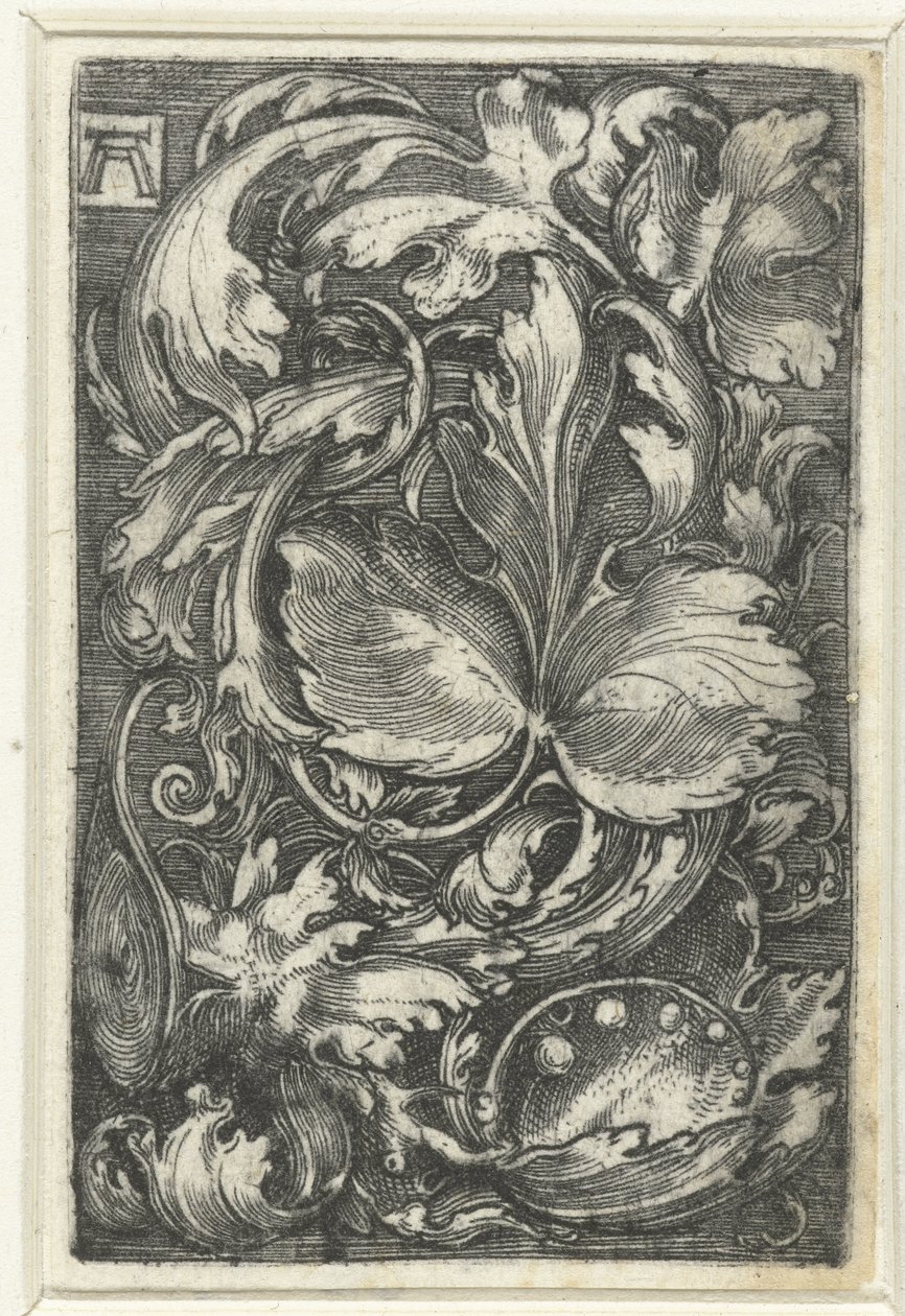 Ornamentti tapasi bladranken tekijältä Albrecht Altdorfer