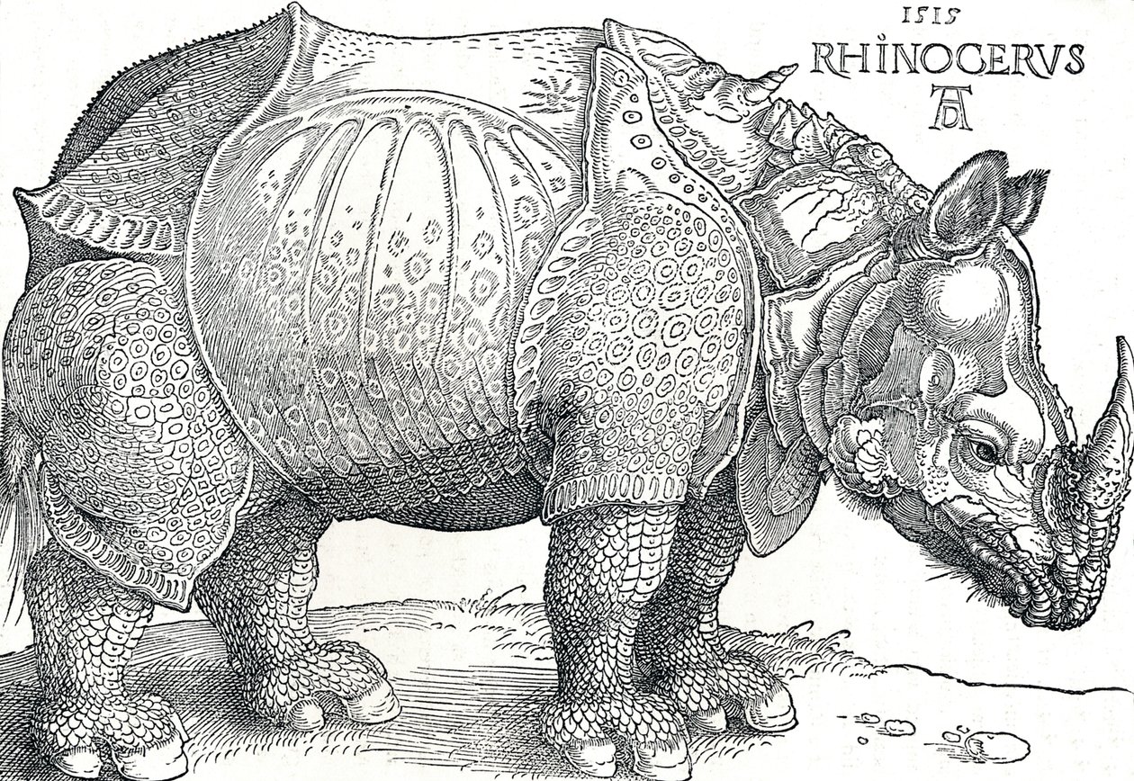 Sarvikuono, 1515, 1906 tekijältä Albrecht Dürer