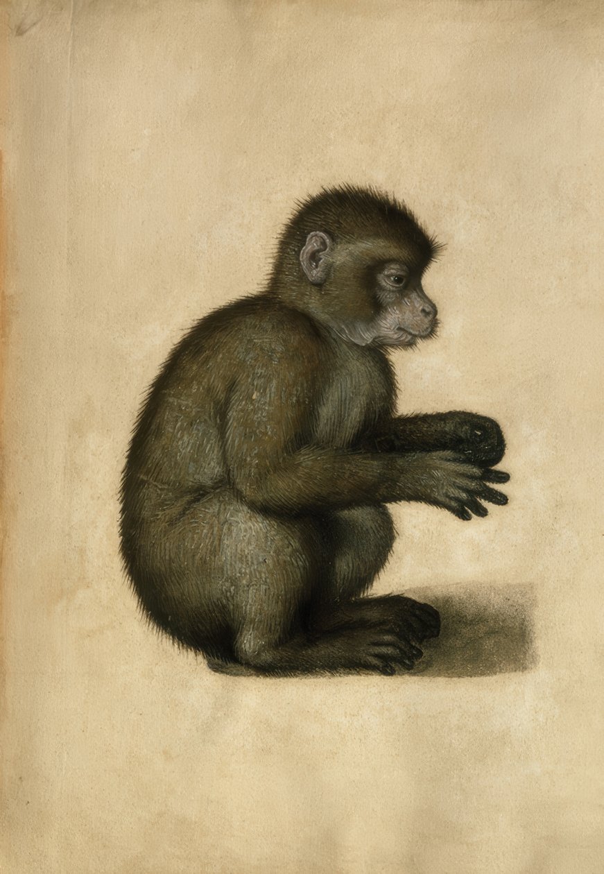Apina / akvarelli, A. Dürer. tekijältä Albrecht Dürer