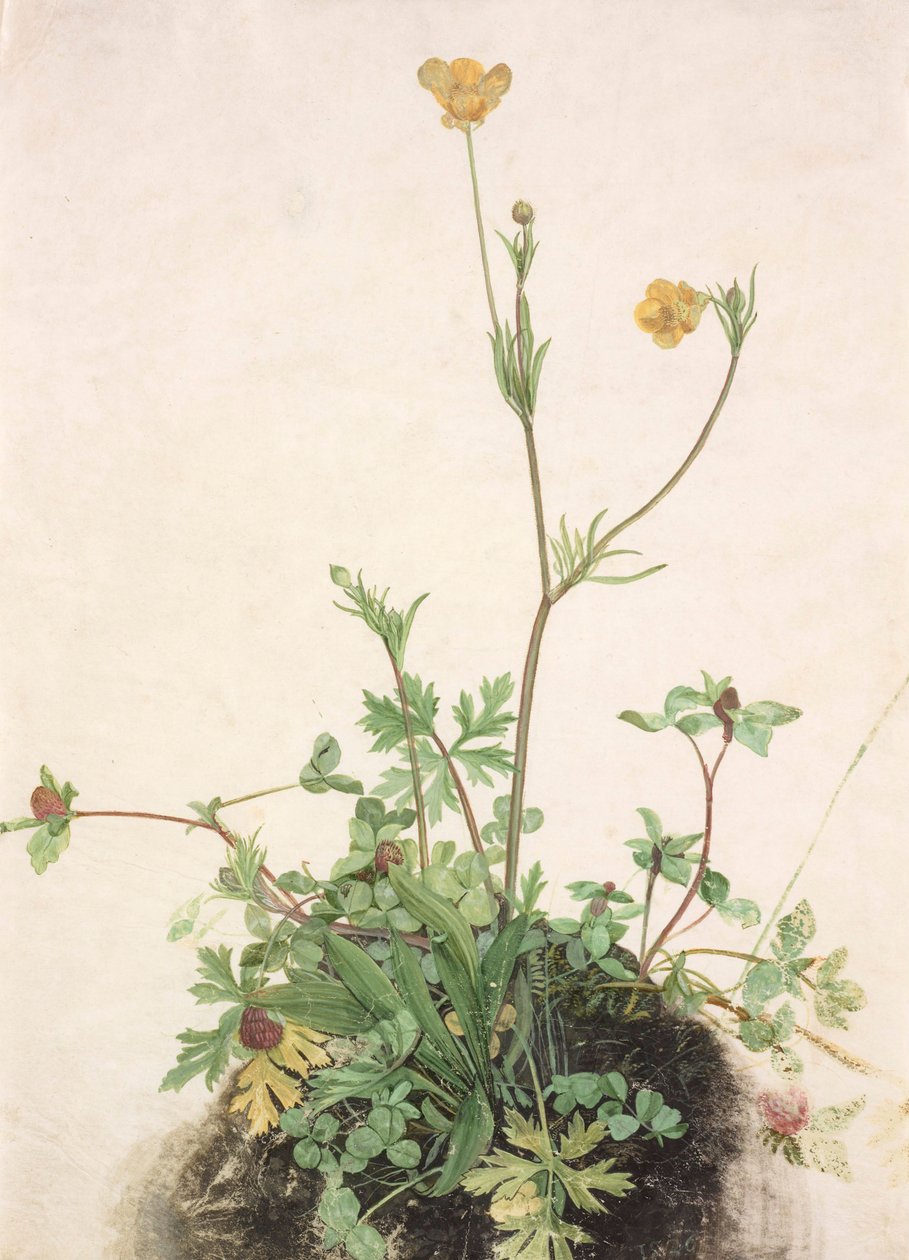 Buttercups, Puna-apila ja Plantain, 1526. tekijältä Albrecht Dürer