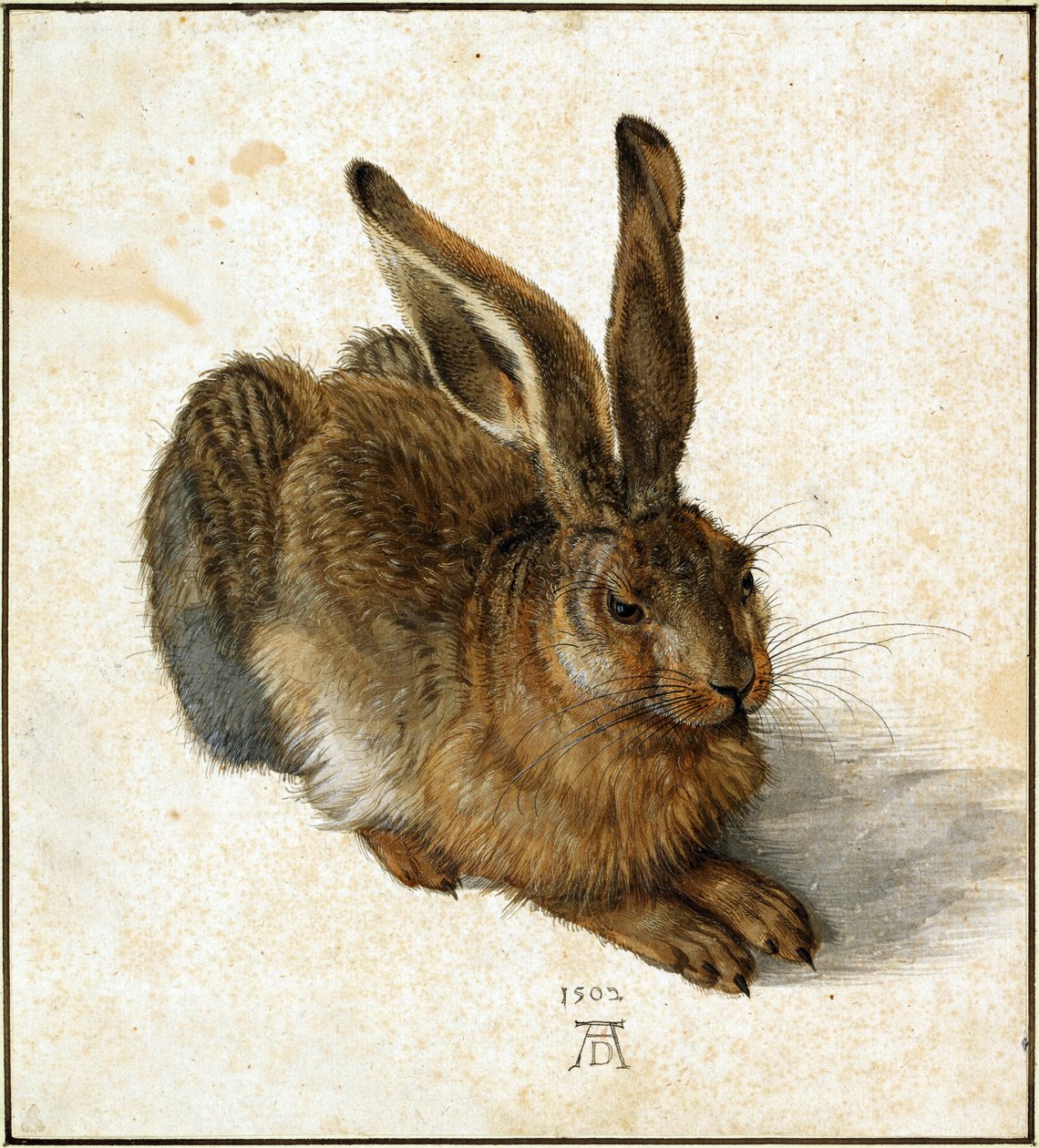 Jänis (retusoitu) tekijältä Albrecht Dürer