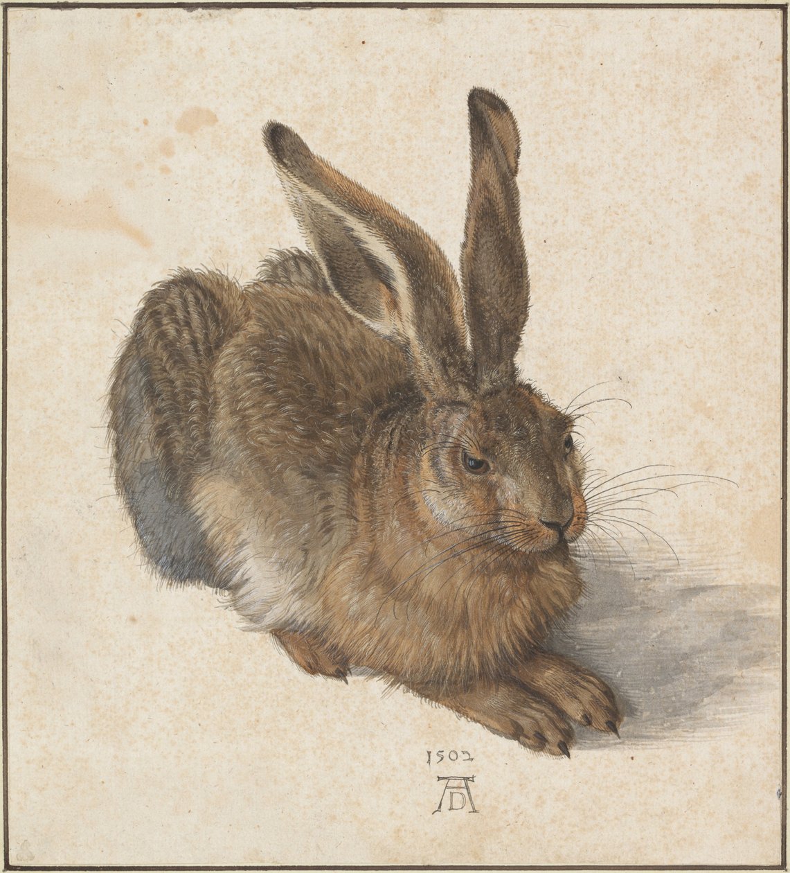 Hase, 1502 tekijältä Albrecht Dürer