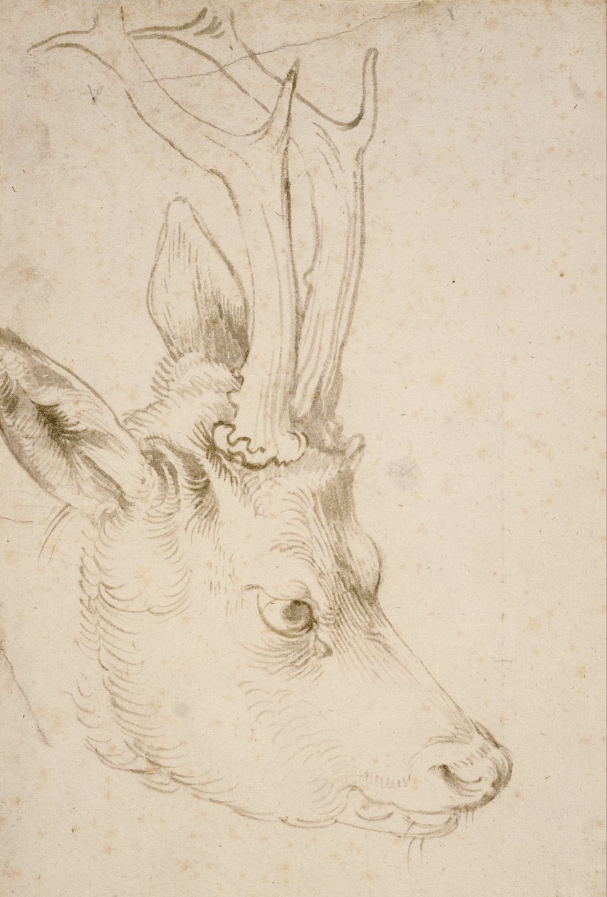 Roebuckin pää tekijältä Albrecht Dürer