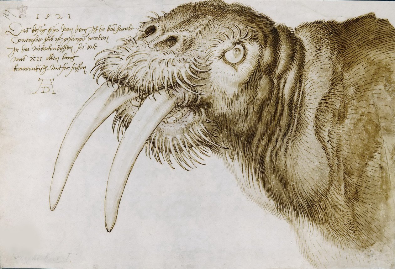 Mursun pää, 1521. tekijältä Albrecht Dürer