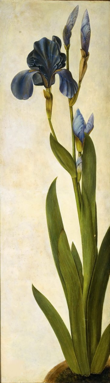 Troijalainen iiris, noin 1505-1508. tekijältä Albrecht Dürer