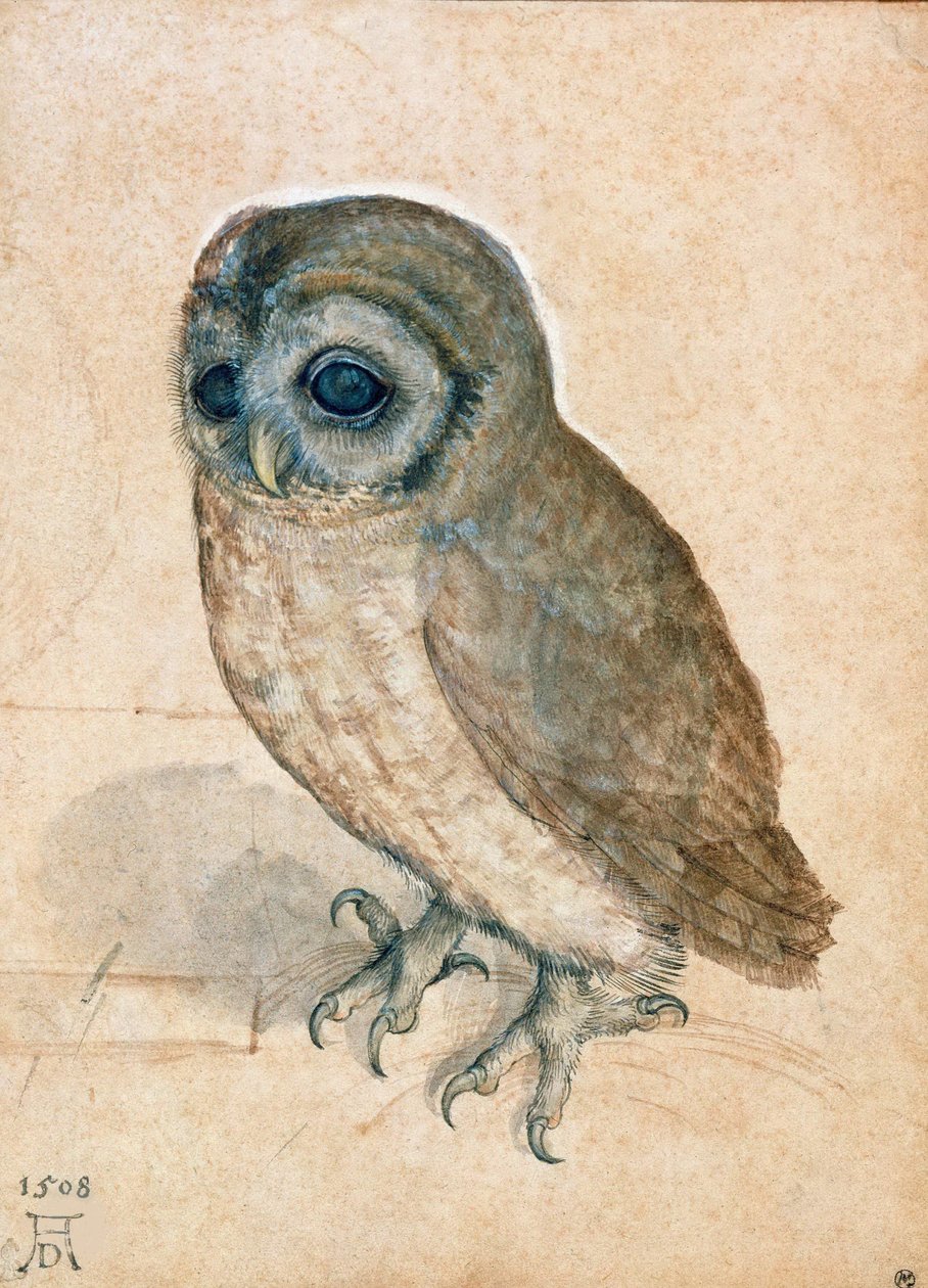 Pikku pöllö, 1508. tekijältä Albrecht Dürer