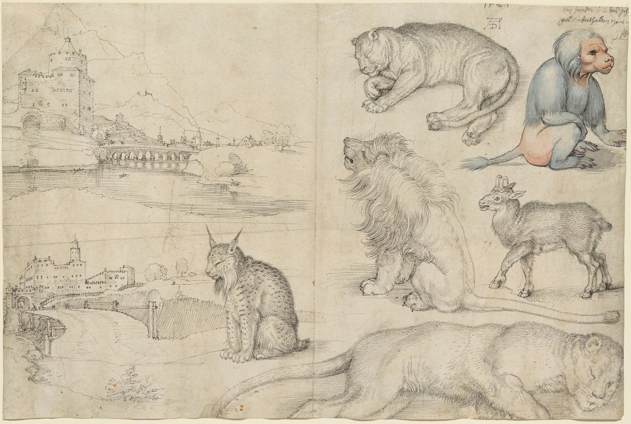 Luonnoksia eläimistä ja maisemista, 1521. tekijältä Albrecht Dürer