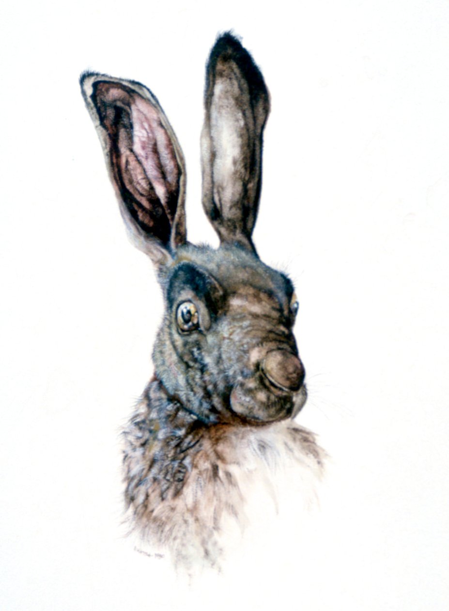 Tutkimus jänisestä, 1502 tekijältä Albrecht Dürer