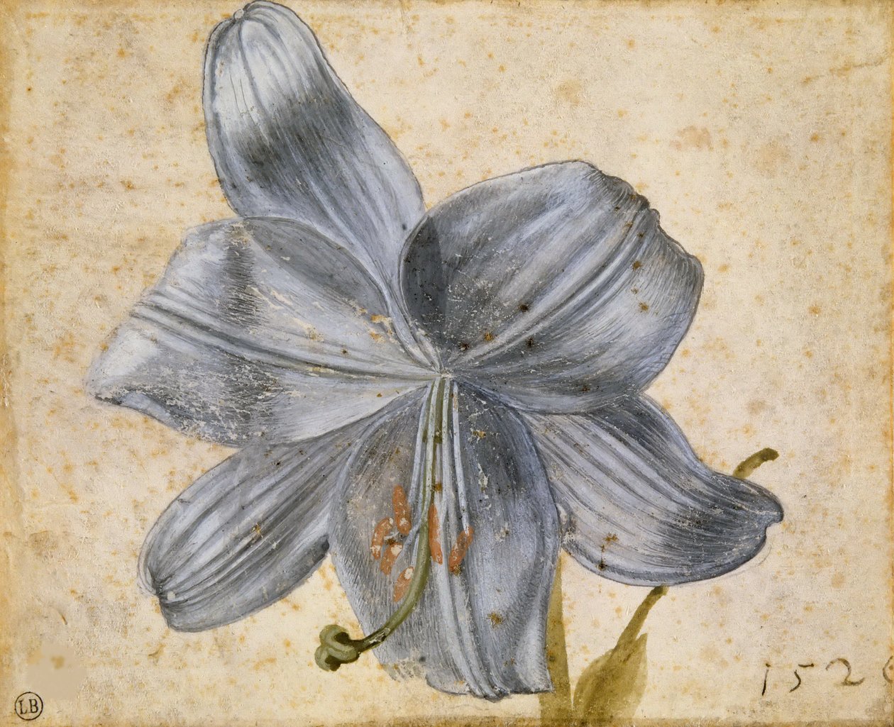 Liljatutkimus, 1526. tekijältä Albrecht Dürer