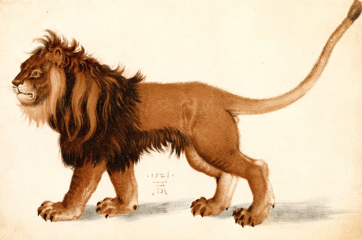 Tutkimus leijonasta tekijältä Albrecht Dürer