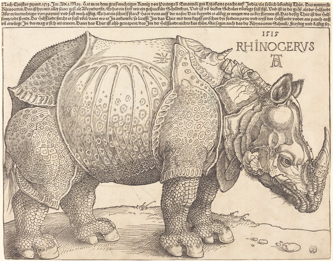 Sarvikuono, 1515. tekijältä Albrecht Dürer