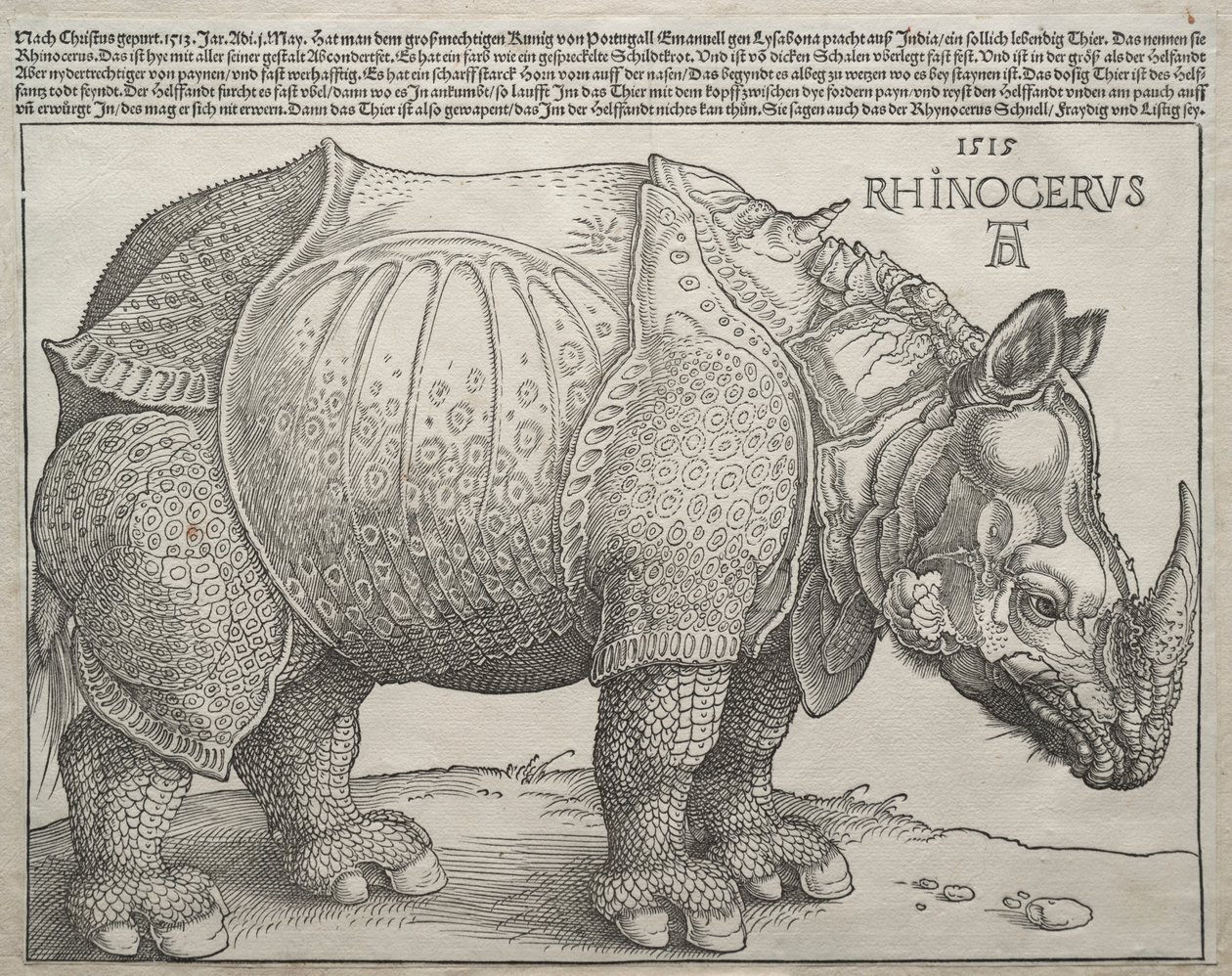 Sarvikuono, 1515. tekijältä Albrecht Dürer