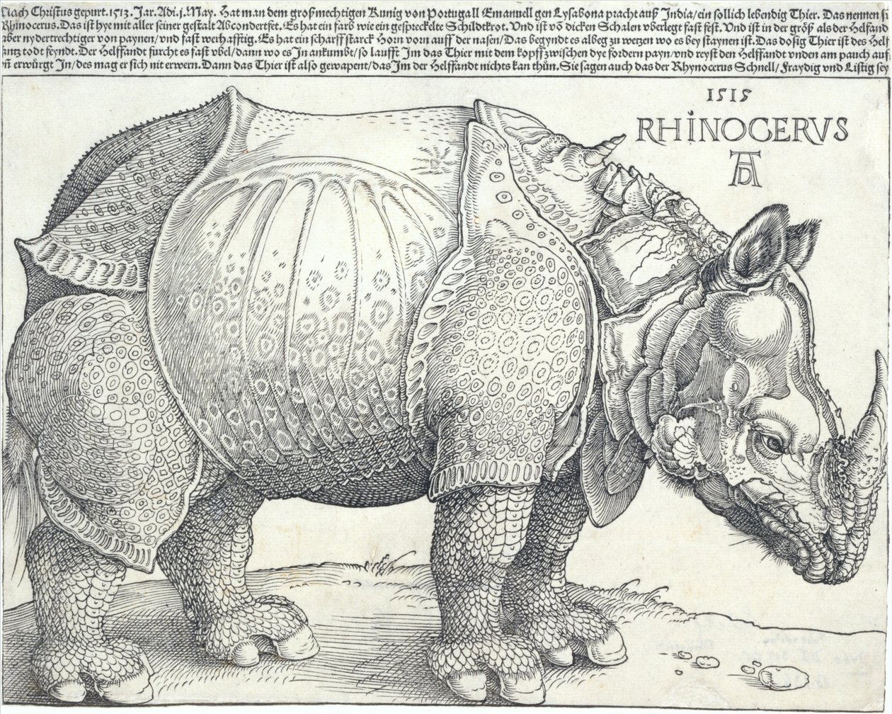 Sarvikuono, 1515, 1515. tekijältä Albrecht Dürer