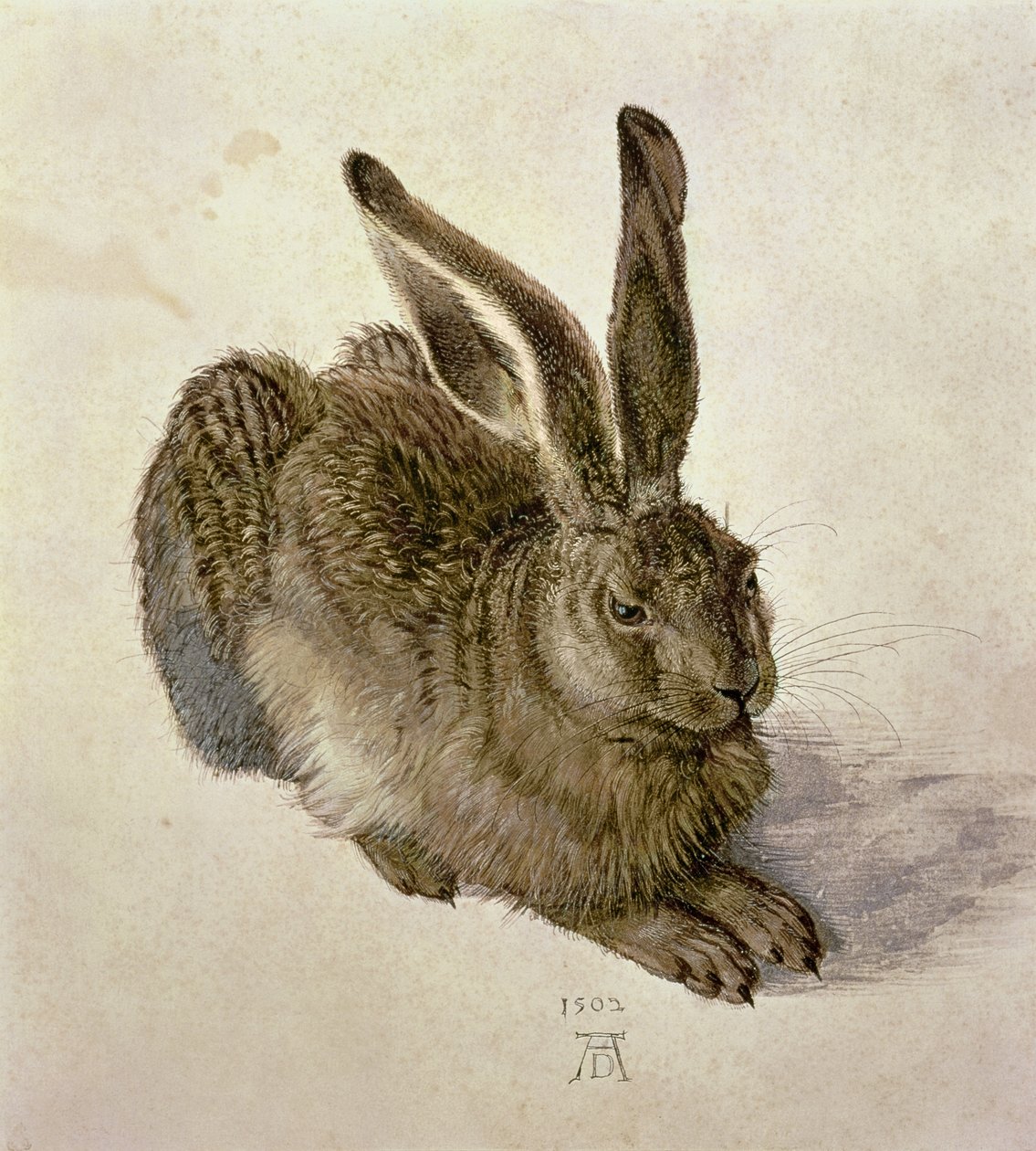 Nuori jänis tekijältä Albrecht Dürer