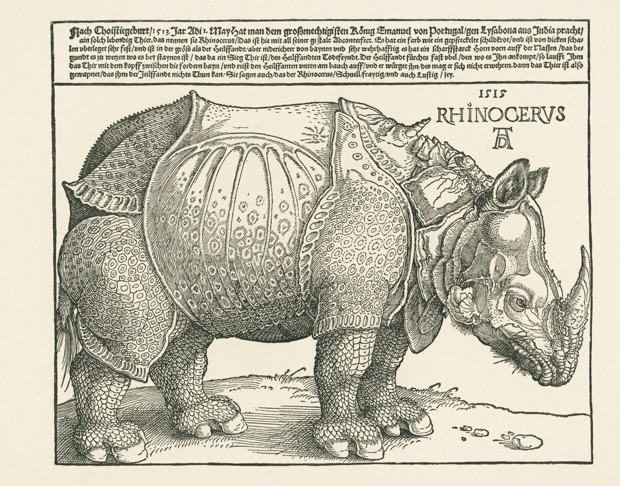 Sarvikuono tekijältä Albrecht Dürer or Duerer