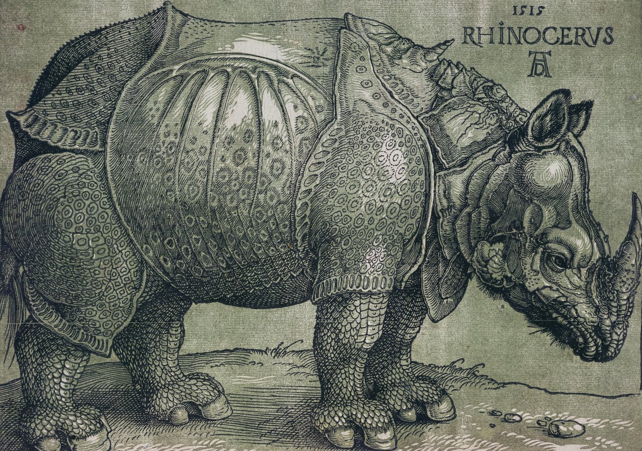 Sarvikuono, 1515 tekijältä Albrecht Dürer