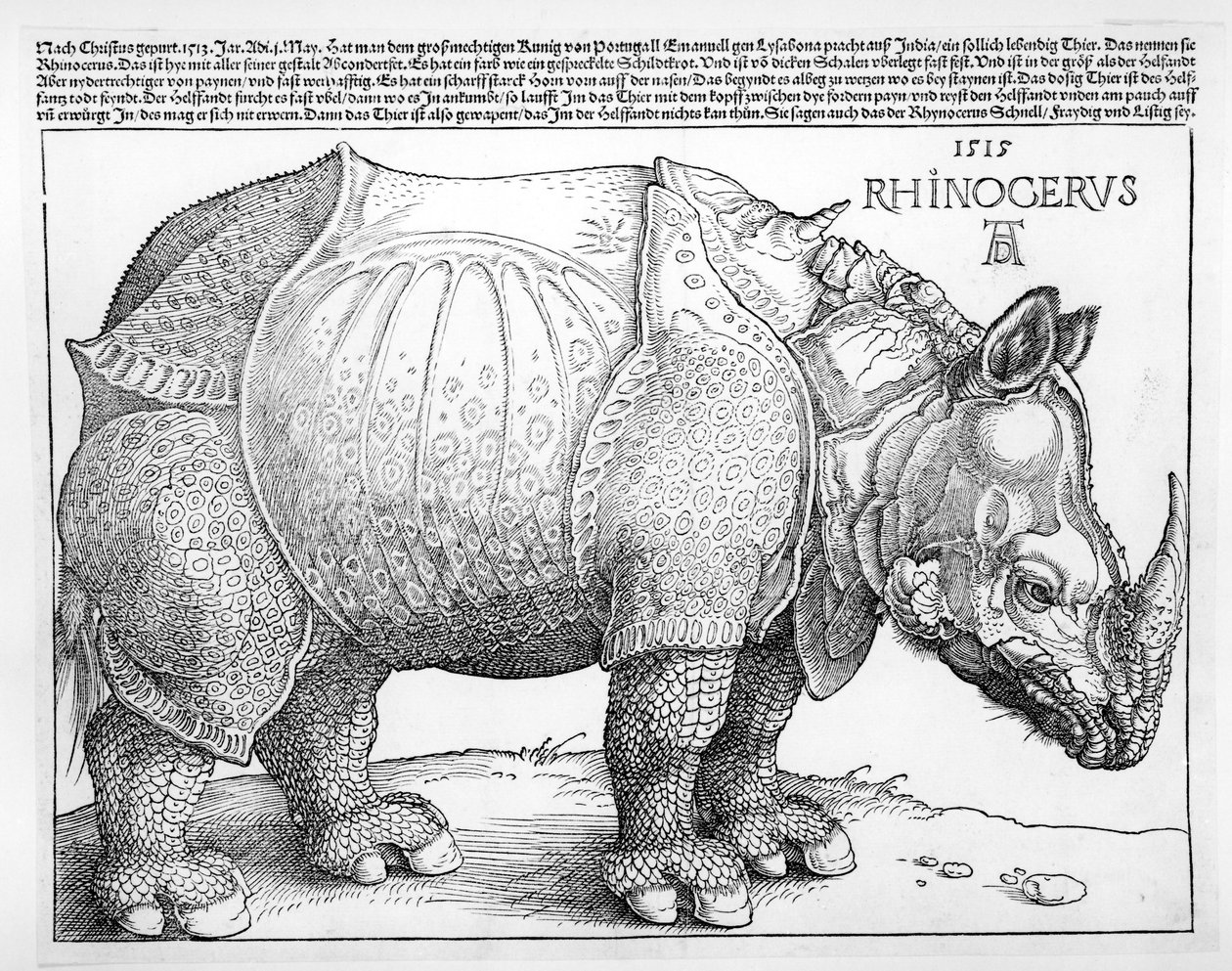 Sarvikuono, 1515 tekijältä Albrecht Dürer