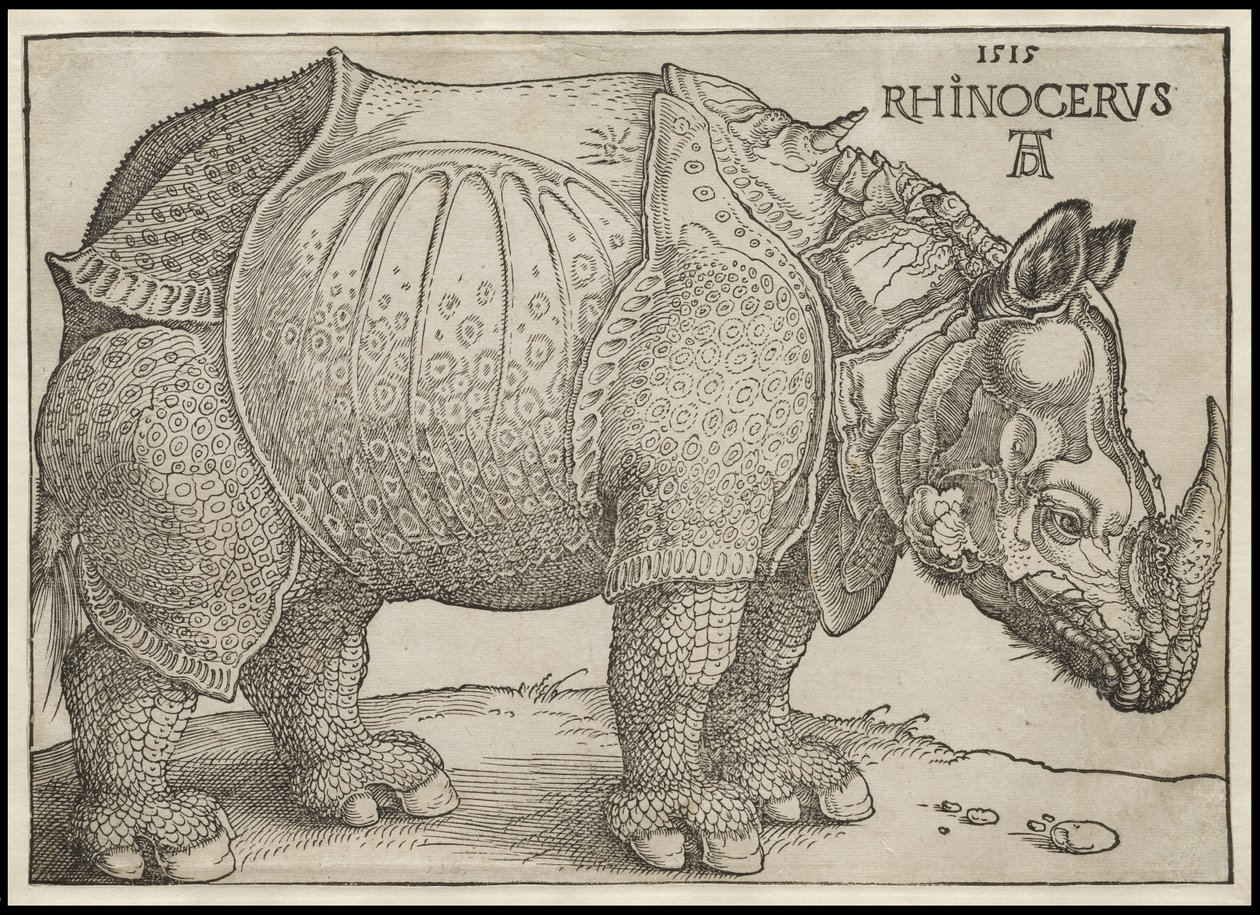 Sarvikuono, 1515 tekijältä Albrecht Dürer