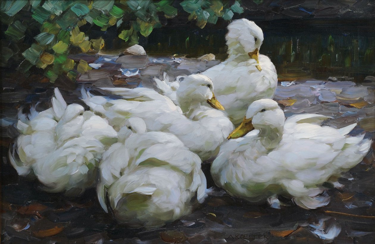 Fünf ruhende weiße Enten tekijältä Alexander Koester