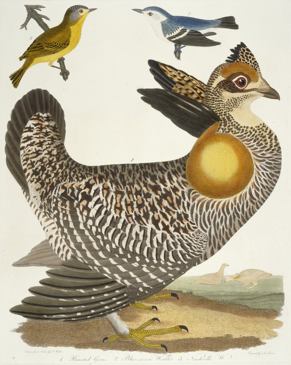 Linnut 27. 1. Pinnated Grous. 2. Sinivihreä loukku. 3. Nashville W., 1808-1814 tekijältä Alexander Wilson