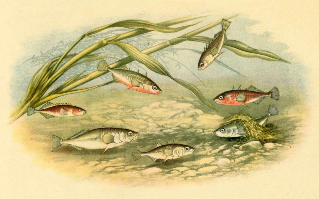 "Sticklebacks", 1879, 1943. tekijältä Alexander Francis Lydon