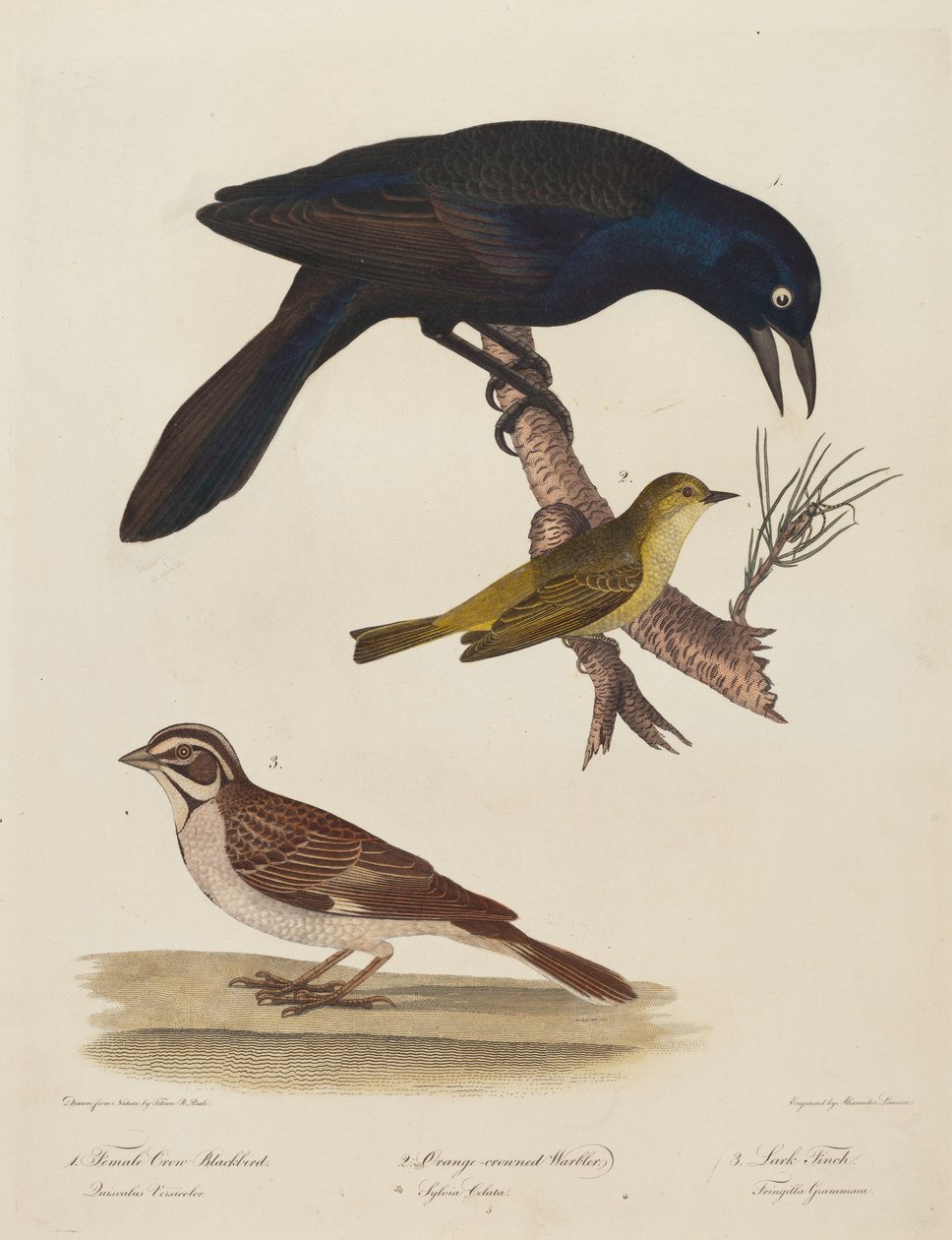 Naaras Crow Blackbird, Orange Crown Warbler, Lark Finch. tekijältä Alexander Lawson