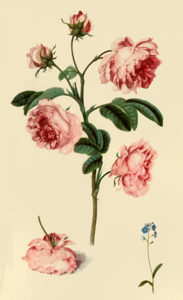 Rosa Provincialis and Forget-Me-Not, c1680, 1946. tekijältä Alexander Marshal