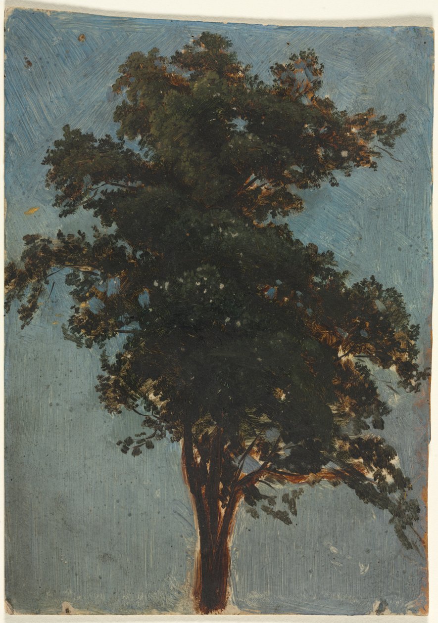 Tree Study, toinen kolmas 1800-luku. tekijältä Alexandre Calame