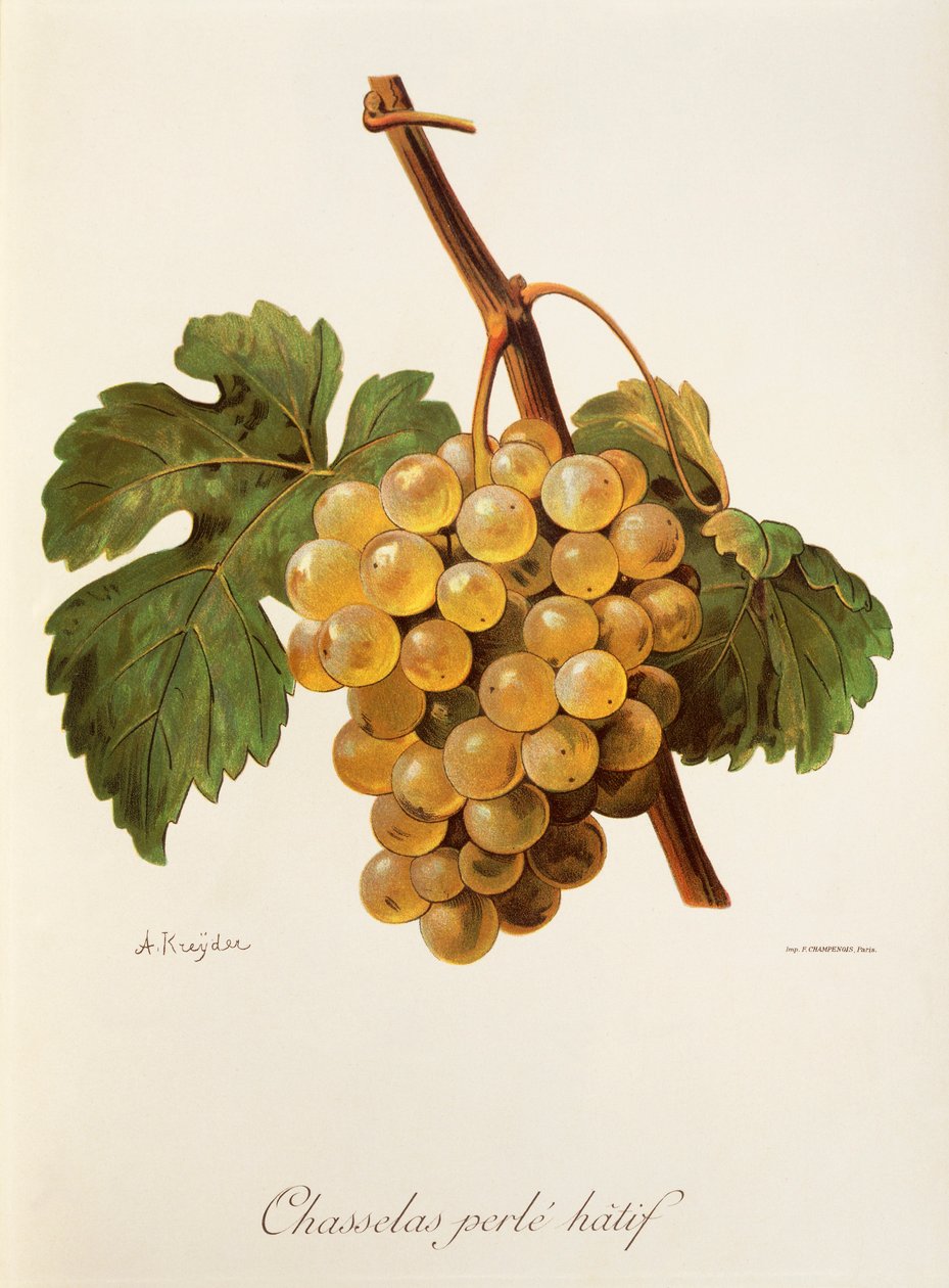 A. Kreyderin Chasselas Perle