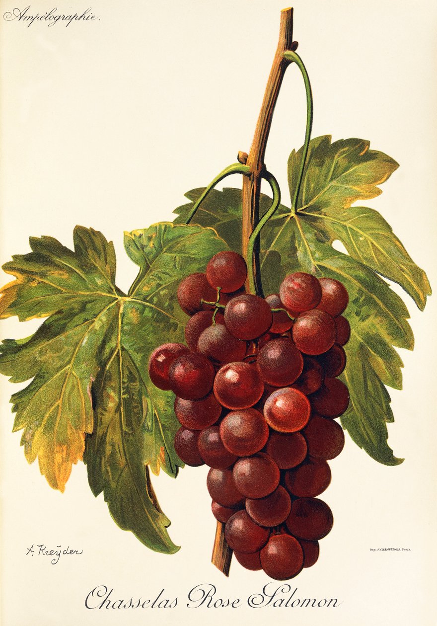 A. Kreyderin Chasselas Rose Salomon -rypäle tekijältä Alexis Kreyder