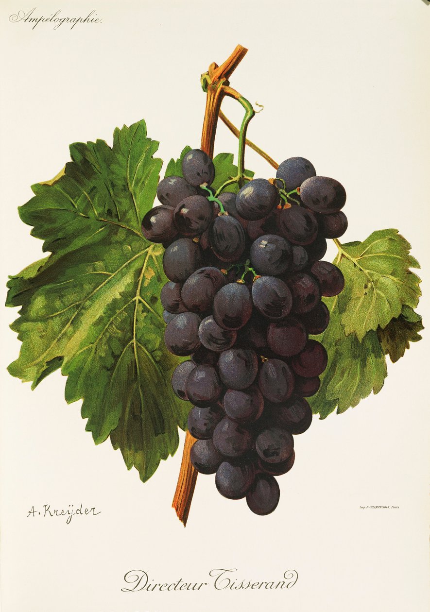 Ohjaaja Tisserand grape, A. Kreyder tekijältä Alexis Kreyder