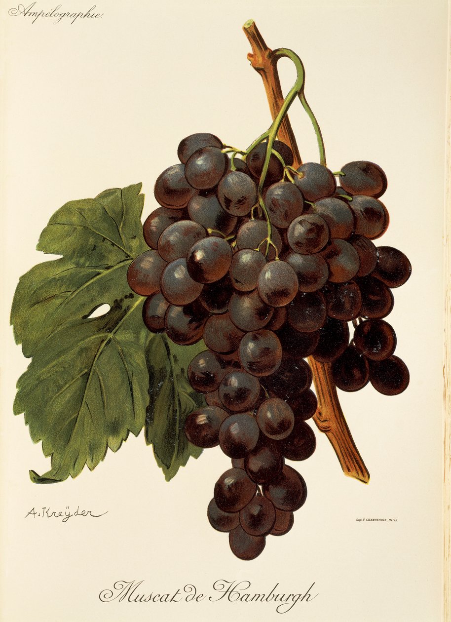 A. Kreyderin Muscat de Hamburgh -rypäle tekijältä Alexis Kreyder