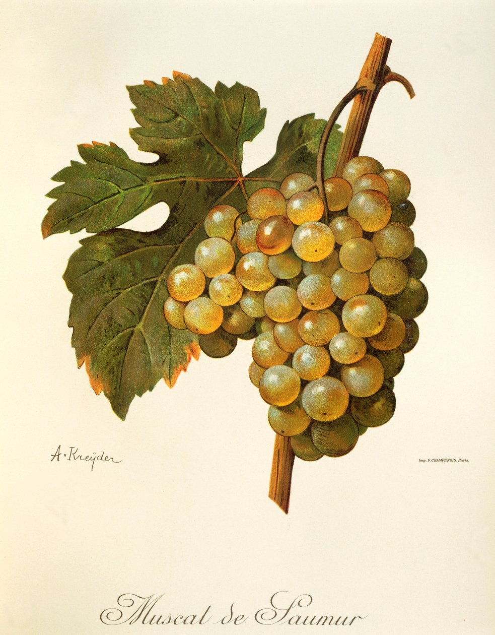 A Kreyderin Muscat de Saumur -rypäle tekijältä Alexis Kreyder