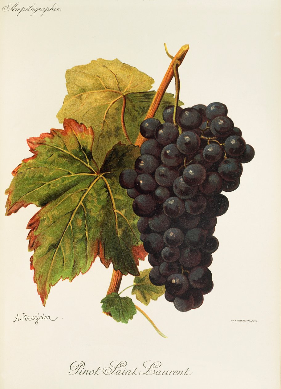 A. Kreyderin Pinot Saint Laurent -rypäle tekijältä Alexis Kreyder