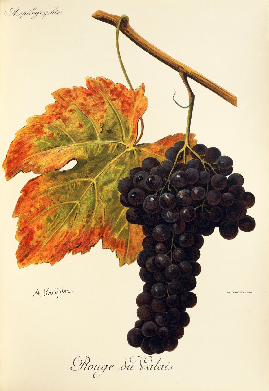 A. Kreyderin Rouge du Valais -rypäle tekijältä Alexis Kreyder