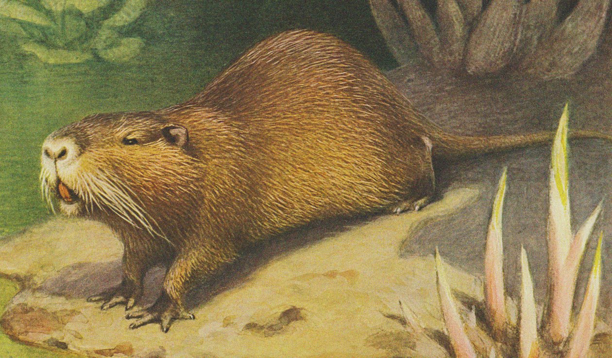 Coypu noin 1900 tekijältä Alfred Brehm