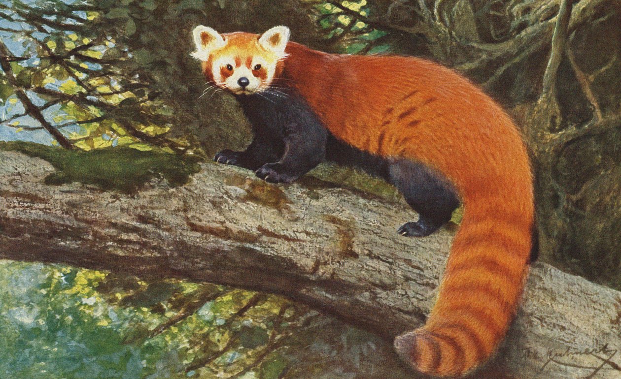 Punainen Panda n. 1900 tekijältä Alfred Brehm