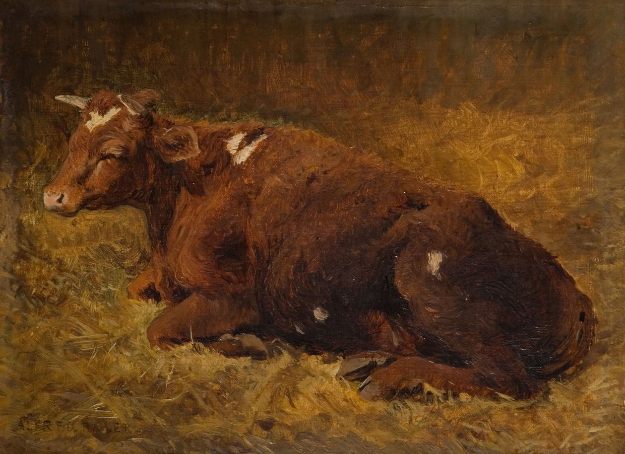 Lehmä makaa maassa, 1865-1872. tekijältä Alfred Baker
