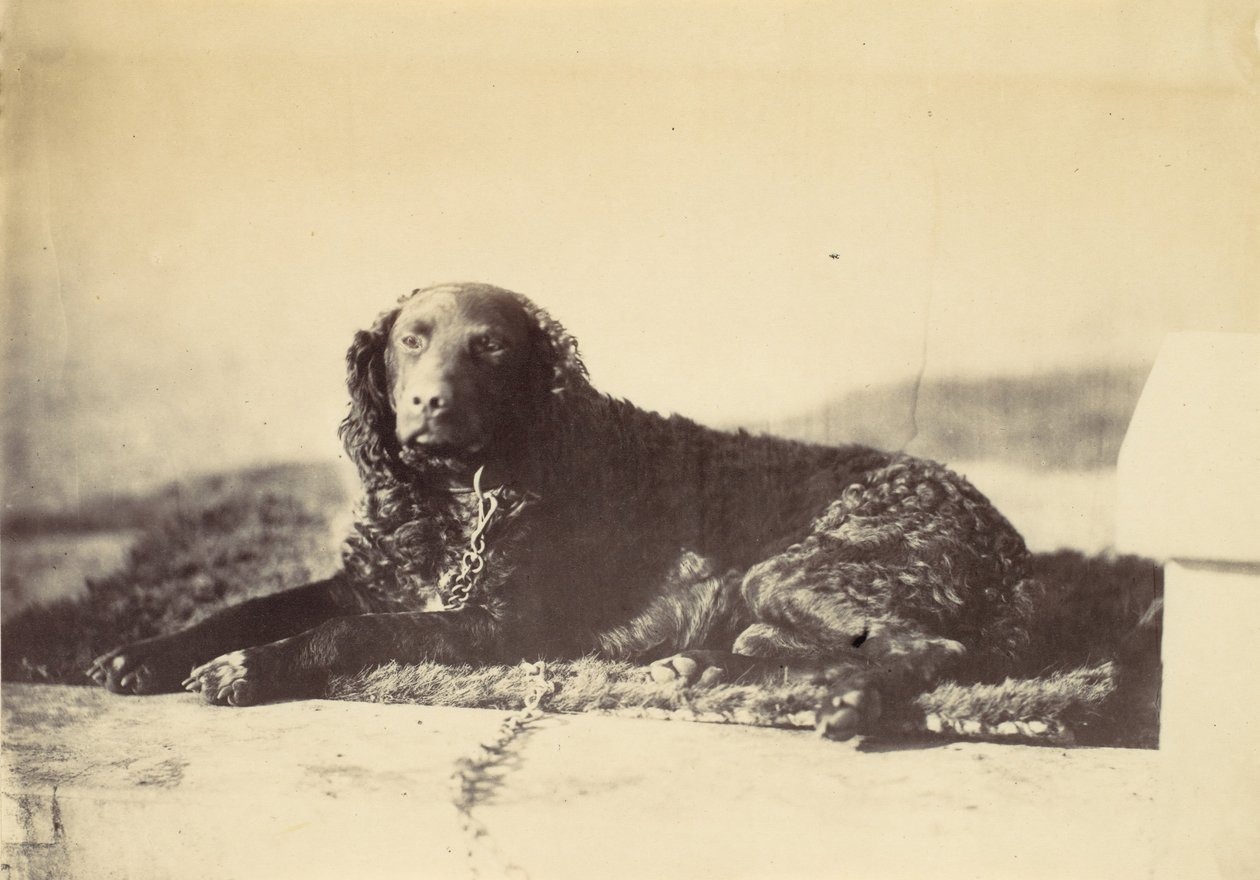 Pietari, 1860. tekijältä Alfred Capel Cure